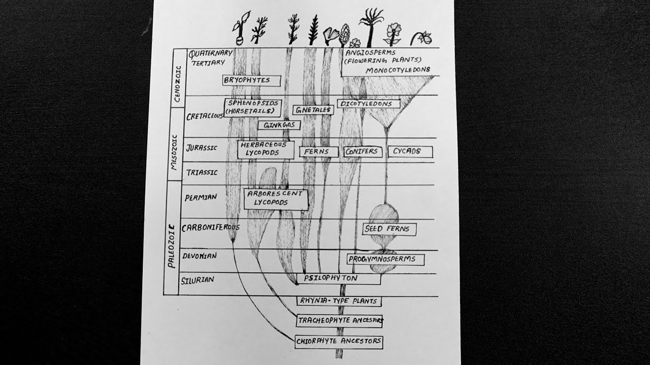 plant evolution diagram