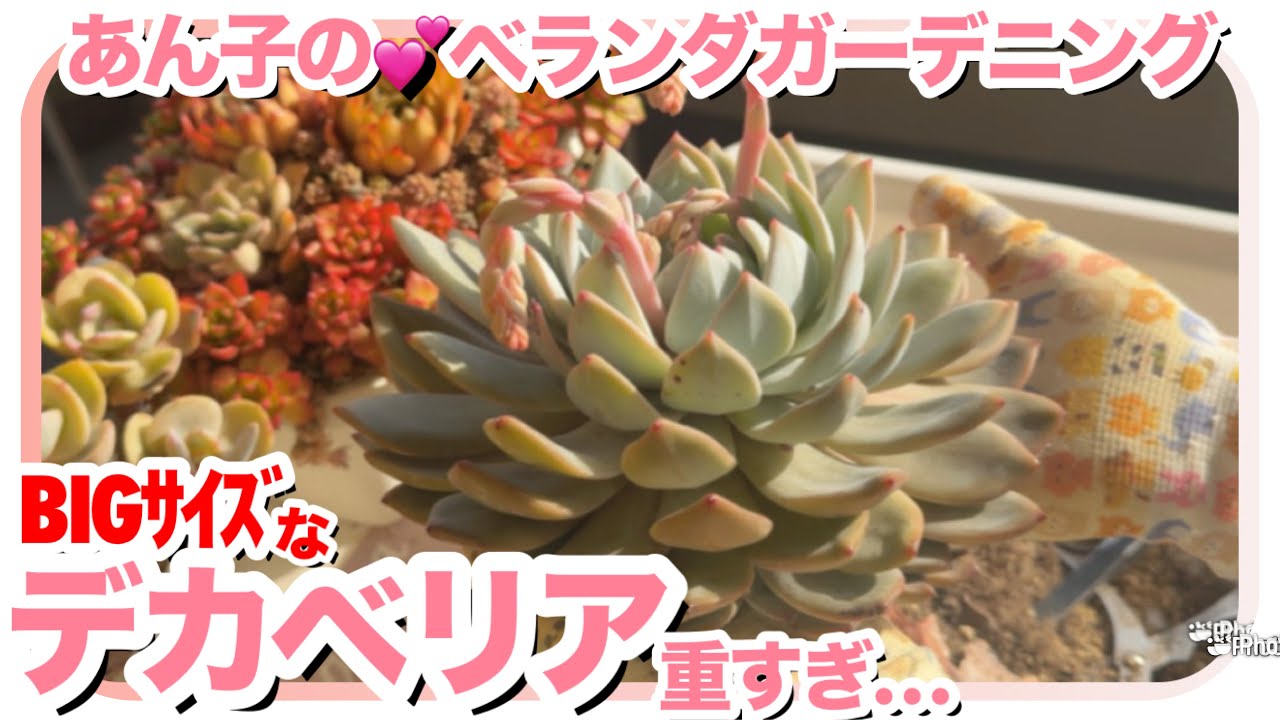 2/21 でっかいエケベリアを植え替える【多肉植物】【エケベリア】【デカベリア】