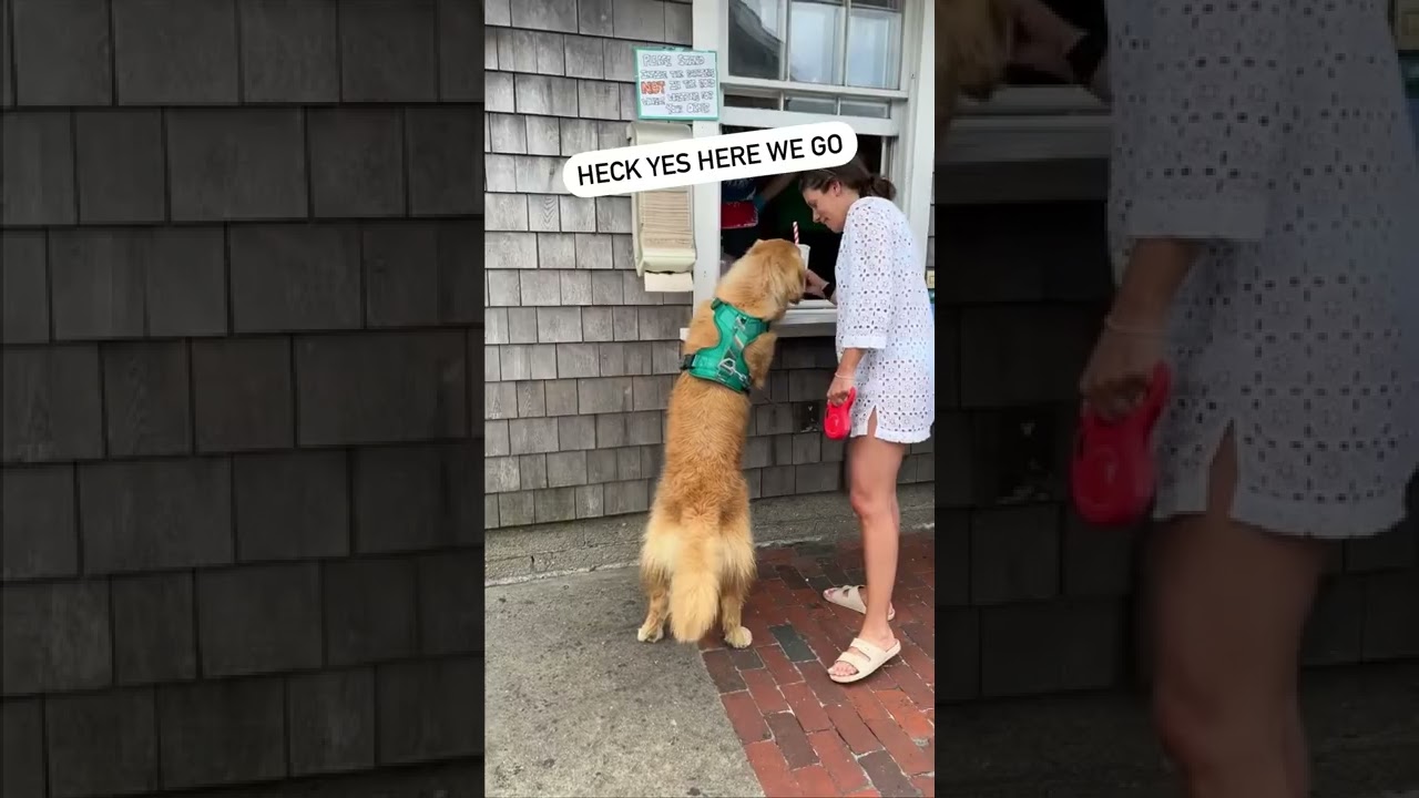 My Dog Orders at the Drive Through!