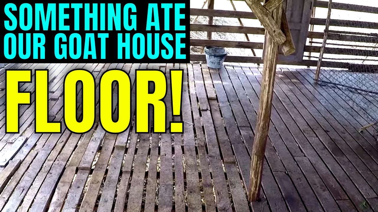 Changing the Goat House Floor YouTube