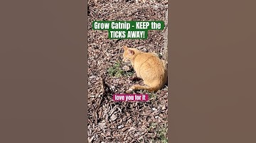 Use CATNIP to REPEL TICKS! Easy to Grow! SOW it ONCE, harvest all season, EVERY YEAR, Forever!