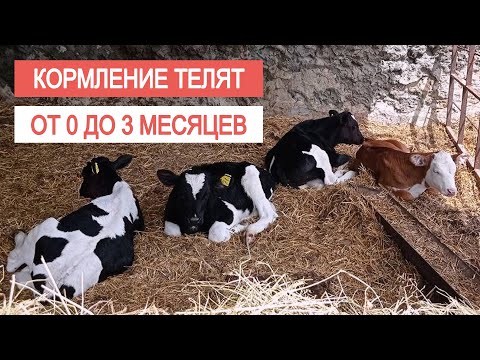 КАК КОРМИТЬ ТЕЛЯТ ОТ 0 ДО 3 МЕСЯЦЕВ. Комбикорм для телят.