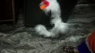 Puppet Vs Pet