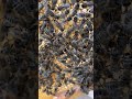 New Queen in a Queenless Colony! 🐝☀️ #bee #queen