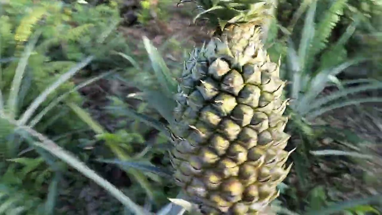 Mencoba berkebun nanas #lahangambut #nanasmanis