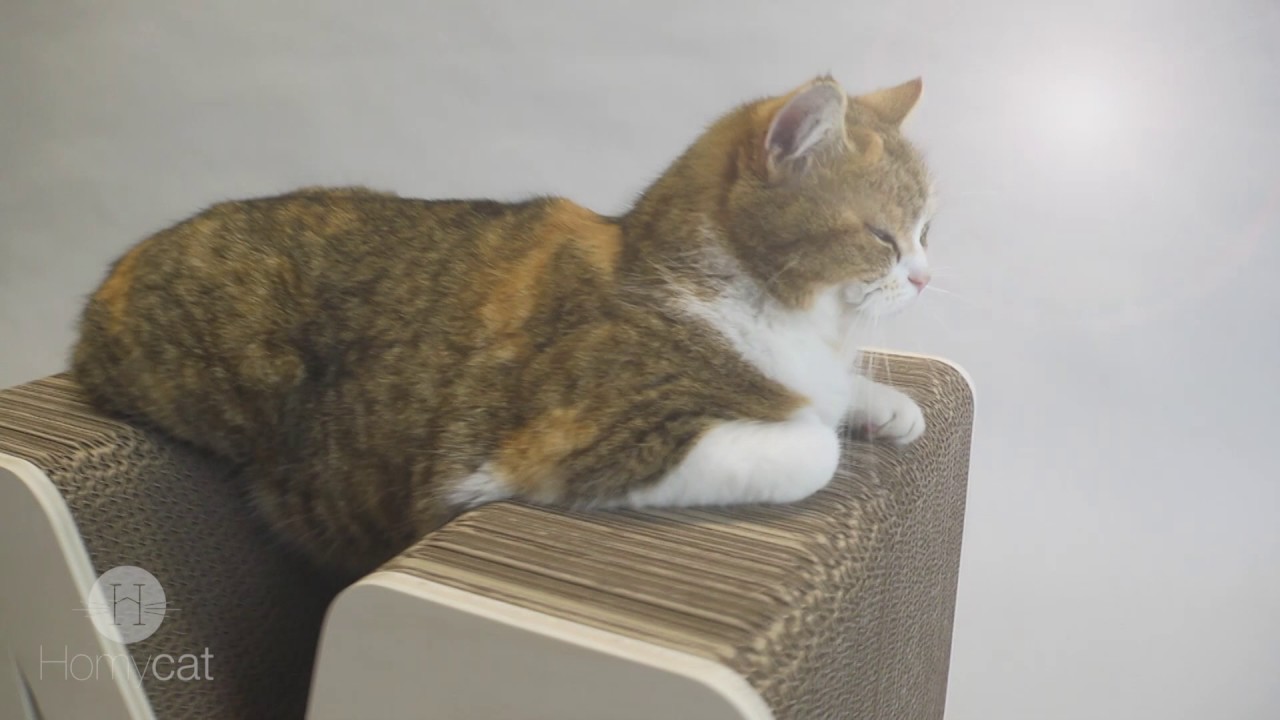 Homycat vidéo présentation n°1