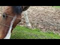 Happy Horses-How to help a horse adjust to his new home