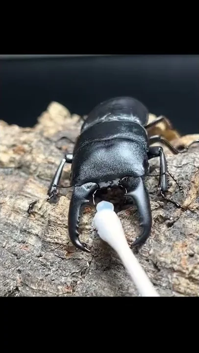 津島ヒラタクワガタアクアリウム