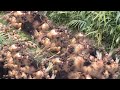 Ginger Cultivation, Growing & Harvesting