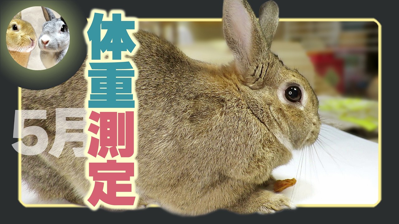 月 moon ☽⋆゜様　ぽっちゃりヨークシャーちゃんの体重測定 📋Weight measurement🐇 in May!🤓 - YouTube