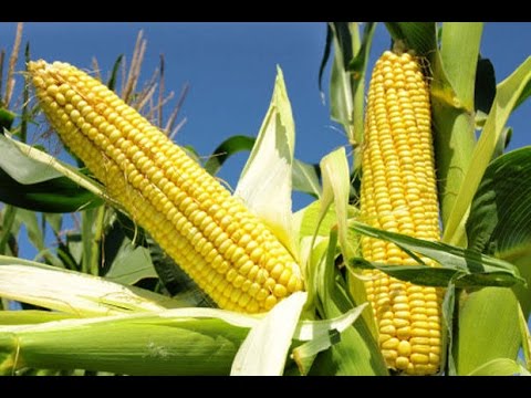 Vidéo: Tout Sur Le Maïs En Tant Que Plante