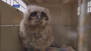 4-Month-Old Great Horned Owl Relocated Out Of Industrial Area To Rehab Center