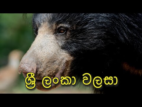 ශ ර ල ක වලස Sri Lankan Sloth Bear