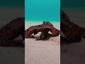 【連続捕食3連発】タコの一撃…そして魚の猛攻