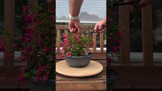 Removing flowers Fuchsia #bonsai #flowers #fuchsia #summer