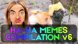 Ha-Ha Memes Compilation V6 | Memes With Animals, Women Fails And More