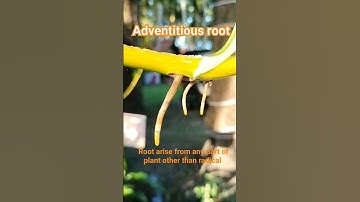 #adventitious_roots
