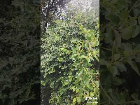 جانا المطر بردا بردانة فيروز المطر الرياض الباحة