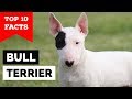 Bull Terrier – Top 10 Facts (Cavalier Gladiator)