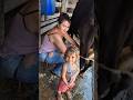 Black cow milking by hand part 6 | Tatiane Dairy Farm | #shortsfeed #farming #viral #animals #shorts