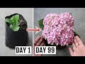 How to Grow Hydrangeas in Pots - Feeding, Pruning and Complete Care Guide