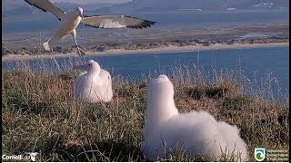 Royal Albatross ~ LGK Is Back To Feed Lunch To TF ♥  Great Closeups Of Royalcam Chick! 5.14.24