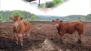 VISITA EXPLOTACION GANADERA DE ROBERTO BAYO EN RUBIELOS DE MORA (TERUEL) - 09 2021 -