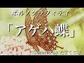 【歌ってみた】アゲハ蝶 - ポルノグラフィティ　うた：たすくこま