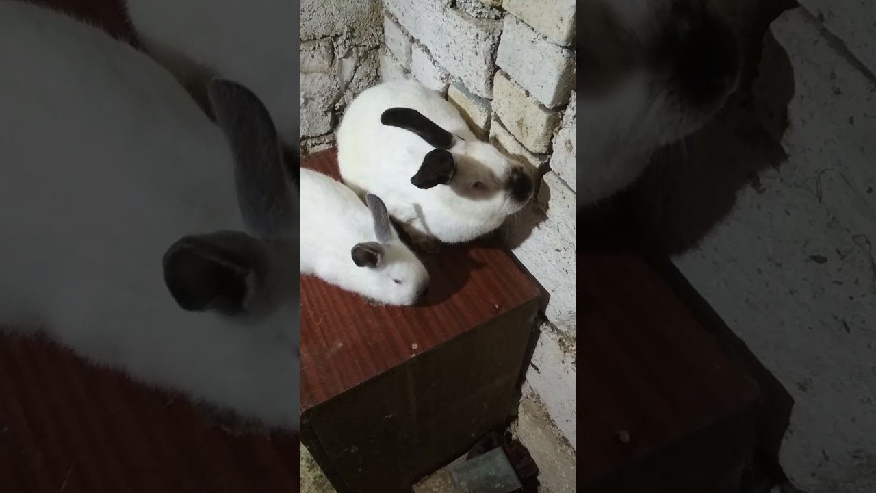 Cît de des poți da iepuroaica la iepuroi?