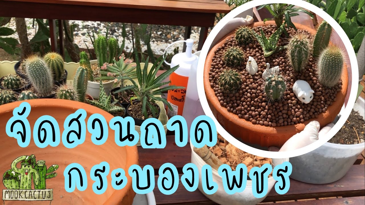 จัดสวนถาด กระบองเพชร cactus mini garden | MookCactus