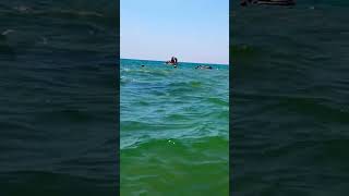 Дельфин охотится в метре от берега! Витязево Анапа #михаилволин #запискиславян #анапа2023