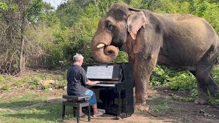 Piano for Elephants - Elgar for Chaichana, a Bull Elephant