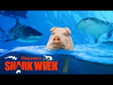 Tiger Sharks Feast on a “Pig” in the Water! | Shark Week