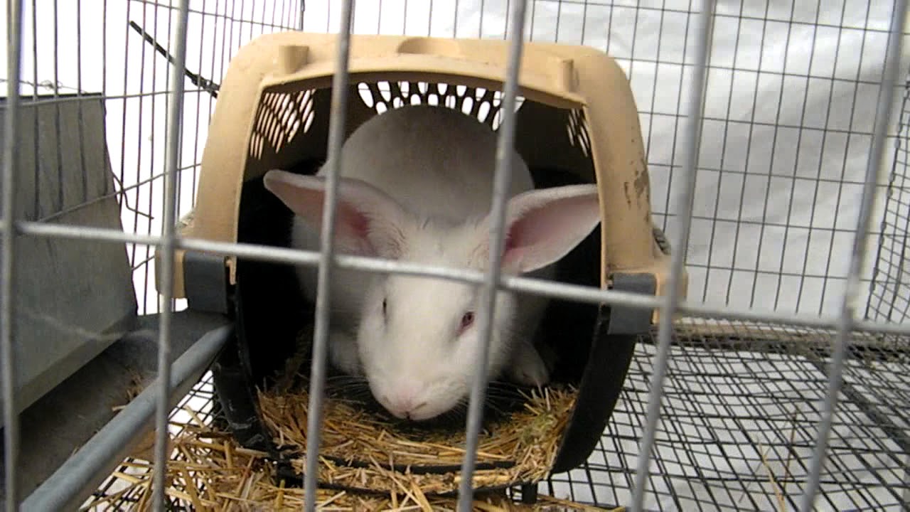 A little update with a new rabbit. - YouTube