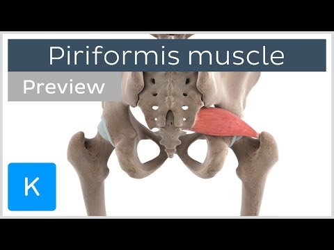 Functions of the piriformis muscle (preview) - 3D Human Anatomy | Kenhub