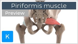 Functions of the piriformis muscle (preview) - 3D Human Anatomy | Kenhub