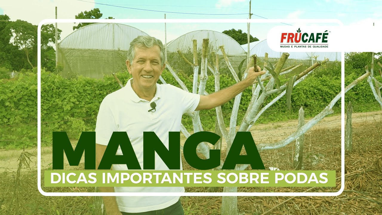 Dicas Importantes sobre a Poda da Mangueira (Manga).