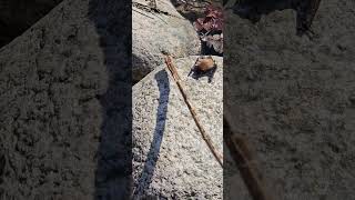 Bat Rescued From Drowning Using a Stick