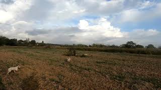 LOI de l'EMPORDÀ con faisana, temporada 2019-20