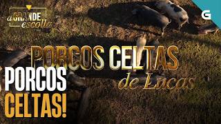 Patxi Salinas descubre os porcos celtas en Galicia 🐖🔥 | A GRANDE ESCOLLA