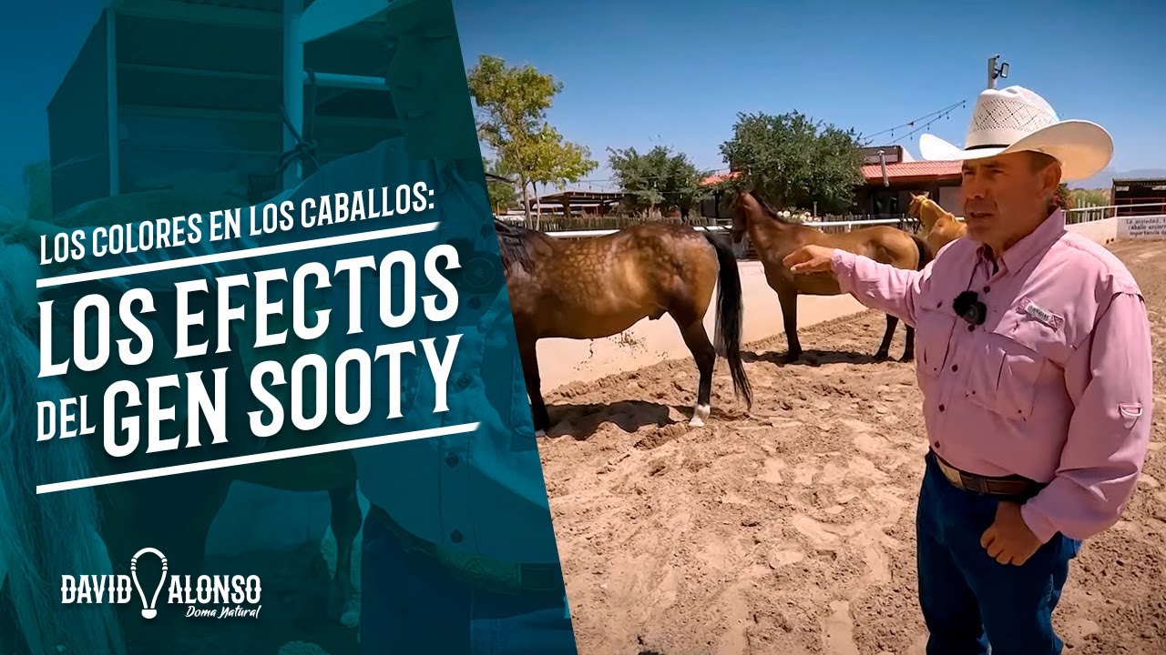 Los Efectos del Gen Sooty