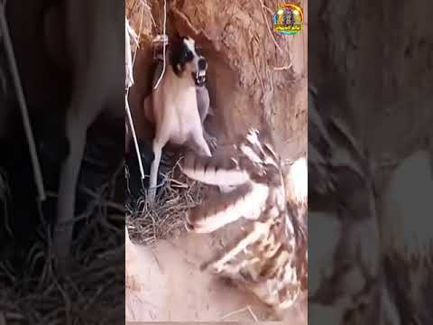 مدهش وخطير شاهد صقر يهاجم بوحشية كلبة ويخطف أبناءها منها لن تصدق   