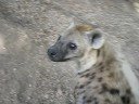 Its just a hyena
