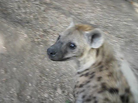 Its Just A Hyena