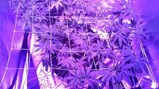 20Gallon smart pot grow pt.2 Granddaddy purple