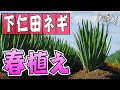 #5.下仁田ネギの植えつけ【太く・あまくするコツ】家庭菜園！【定植】【植え方】【初心者】【育苗】