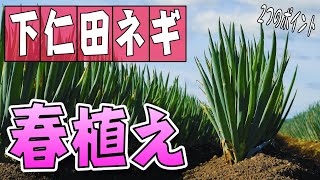 #5.下仁田ネギの植えつけ【太く・あまくするコツ】家庭菜園！【定植】【植え方】【初心者】【育苗】
