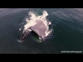 Blue whale lunge feeding