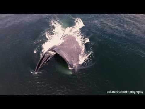 Blue Whale Lunge Feeding
