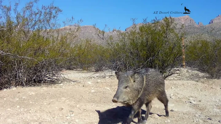 Javelina Fun day Part 2b